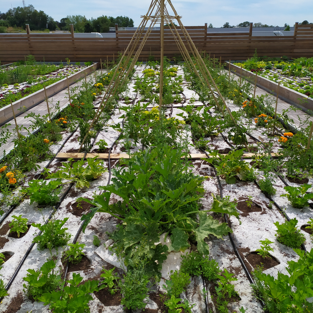 Potager toiture terrasse réaliser par C3B